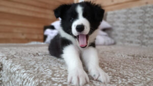 327c5a85ad78634c316bf7839cd4b2d6 327c5a85ad78634c316bf7839cd4b2d6 300x169 327c5a85ad78634c316bf7839cd4b2d6